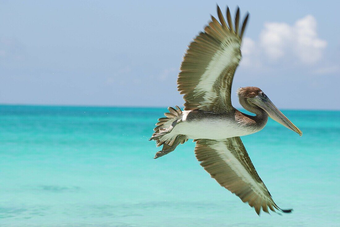 Pelican flying over sea. Venezuela.