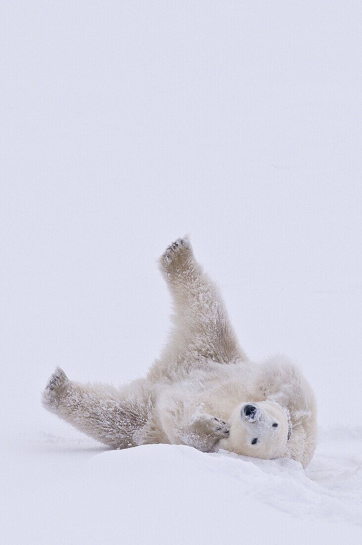 Polar Bear (Ursa maritimus) on sub-arctic Hudson Bay ice and snow, Churchill, MB, Canada.