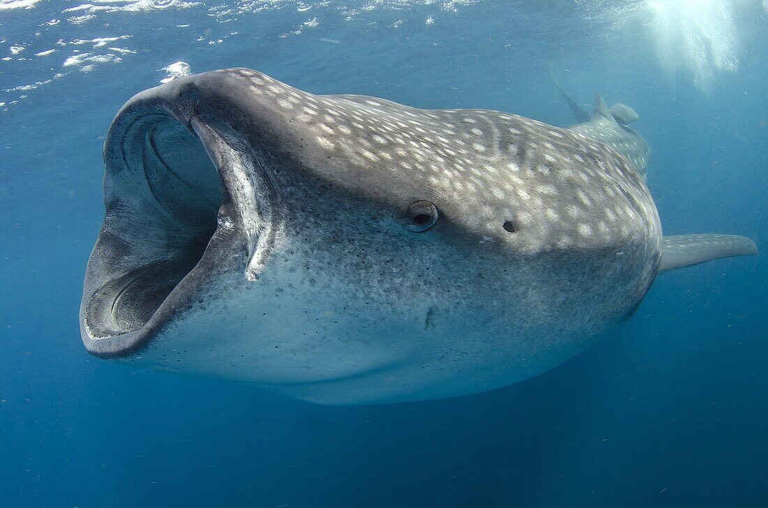 whale shark, rhincodon typus, wide open mouth while feeding on plancton near surface at Isla Mujeres Mexico.