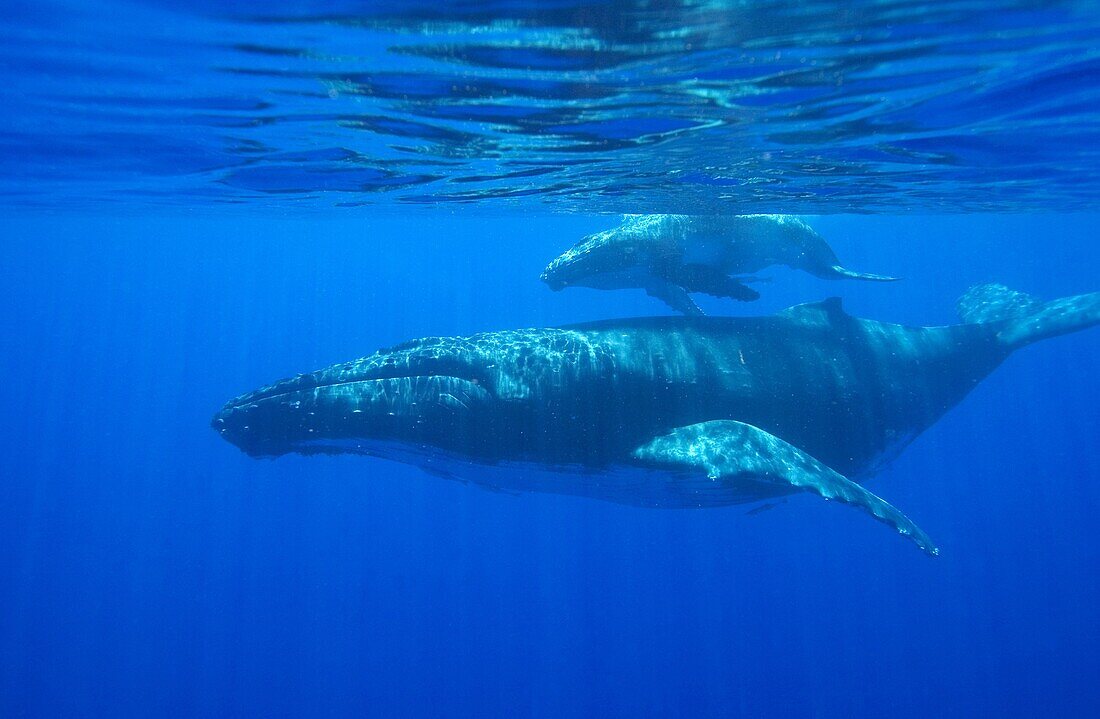 Humpback whale: mother and calf.Megaptera novaeangliae.Vava´u, Tonga, South Pacific.
