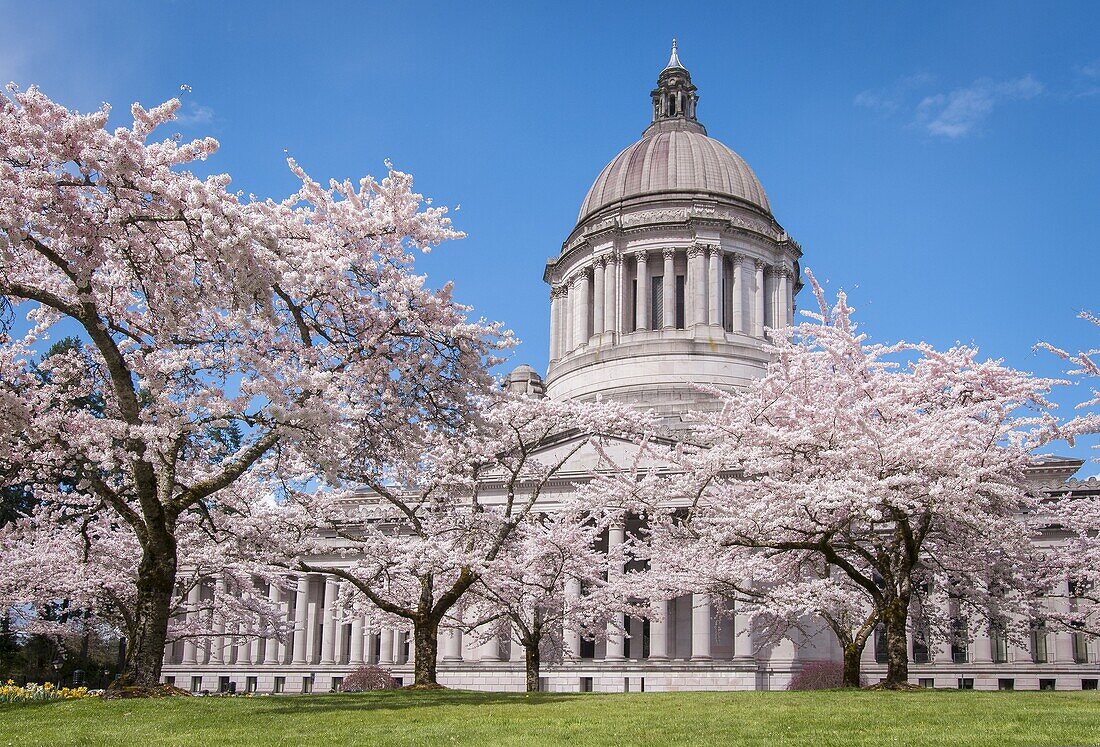 Washington State Capitol Legislative Building and blooming cherry trees in Olympia, Washington.