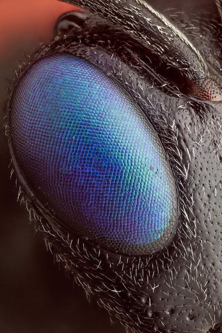 'A magnified view of its beautiful eye; a special technique was used to remove the ommatidum reflections, leaving an image with SEM like surface detail.'