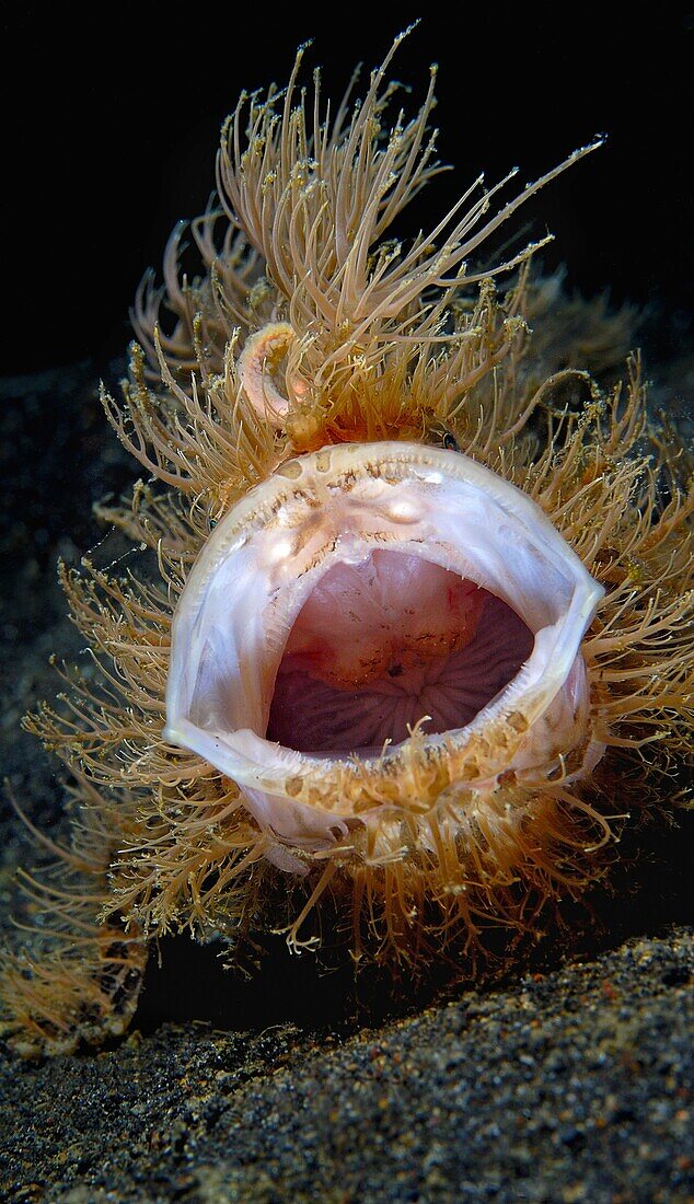 Unusual Hairy Frogfish mouth stretches at TK2 divesite, Lembeh Strait.