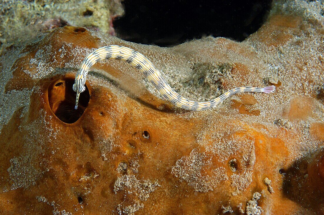 banded pipefish, Doryrhamphus sp. searches for food on coral, Lembeh Strait, North Sulawesi, Indonesia.