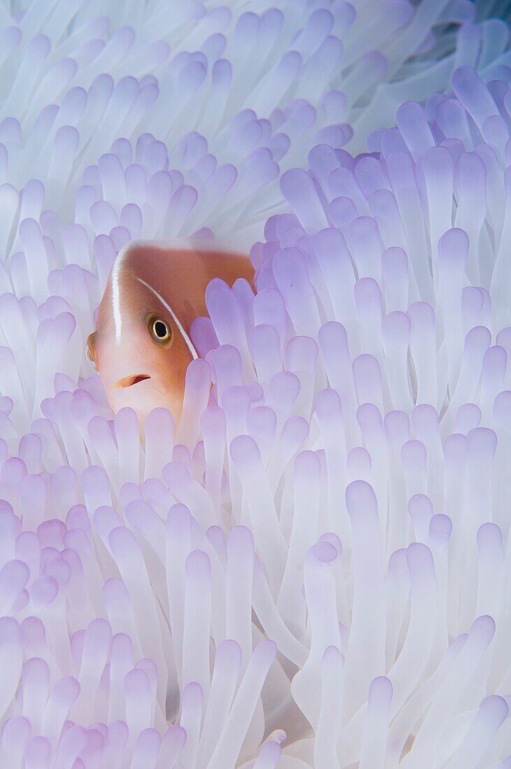 Pink anemonefish, Amphiprion perideraion, in a bleached magnificent anemone, Heteractic magnifica, Raja Ampat, West Papua, Indonesia, Pacific Ocean.