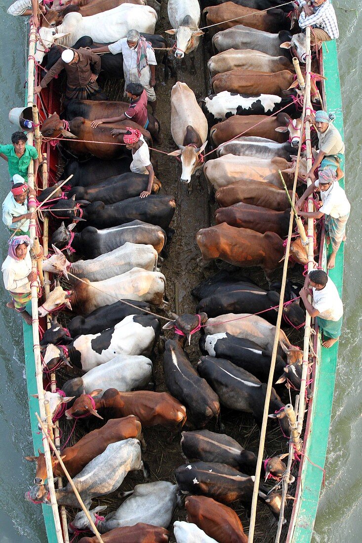 BANGLADESH, Dhaka: Bangladeshi cattle dealers transport cows in readiness for slaughter along a river in Dhaka, October 11, 2013, ahead of the Eid al-Adha Festival. Eid al-Adha, the biggest festive Muslim event, marks the end of the holy fasting month of 