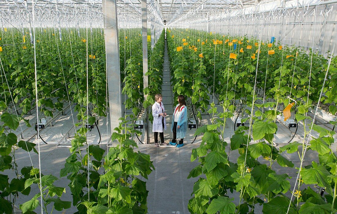 'Vegetable production in the Belgorod region. Company ''Greenhouses Belogoriya.''.'