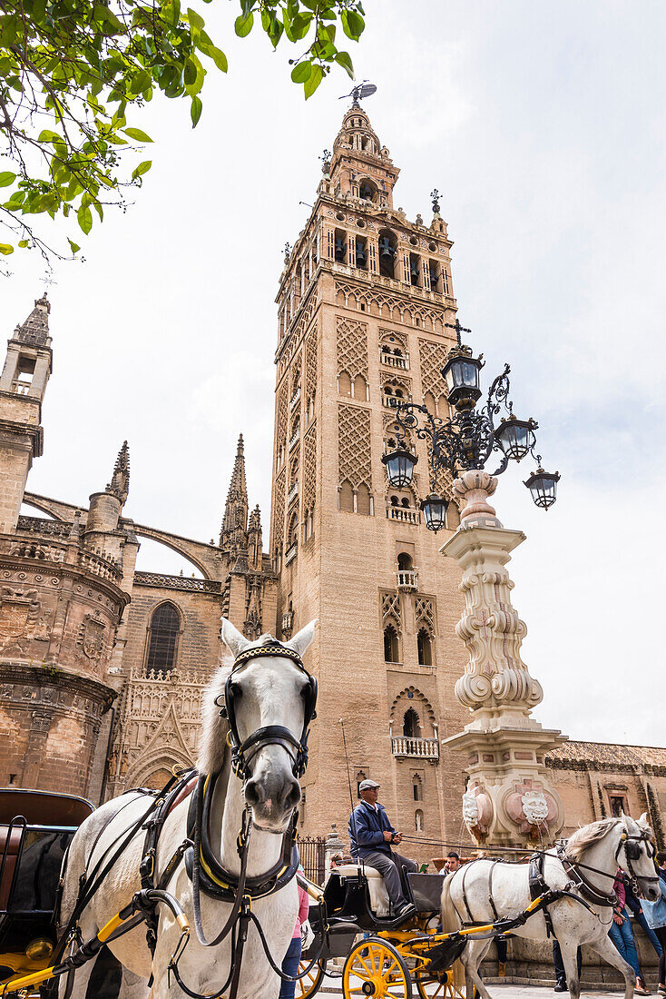 Horse and carriages in front of the cathedral in the historical centre, Seville, Andalusia, province Seville, Spain