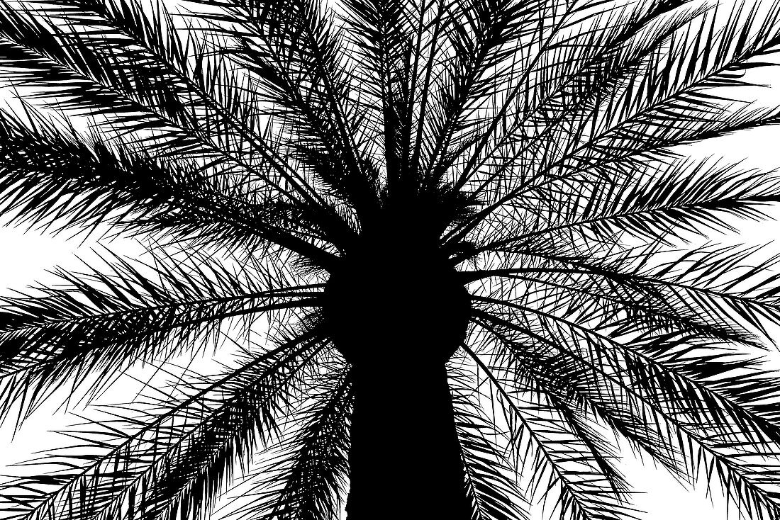 Silhouette of a palm tree, Cordoba, Andalusia, Spain