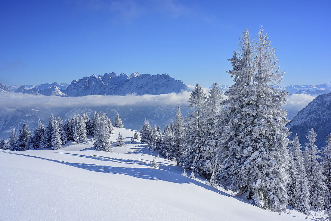 Winter forest in front of Kaiser range, Trainsjoch, Mangfall range, Bavarian Alps, Upper Bavaria, Bavaria, Germany
