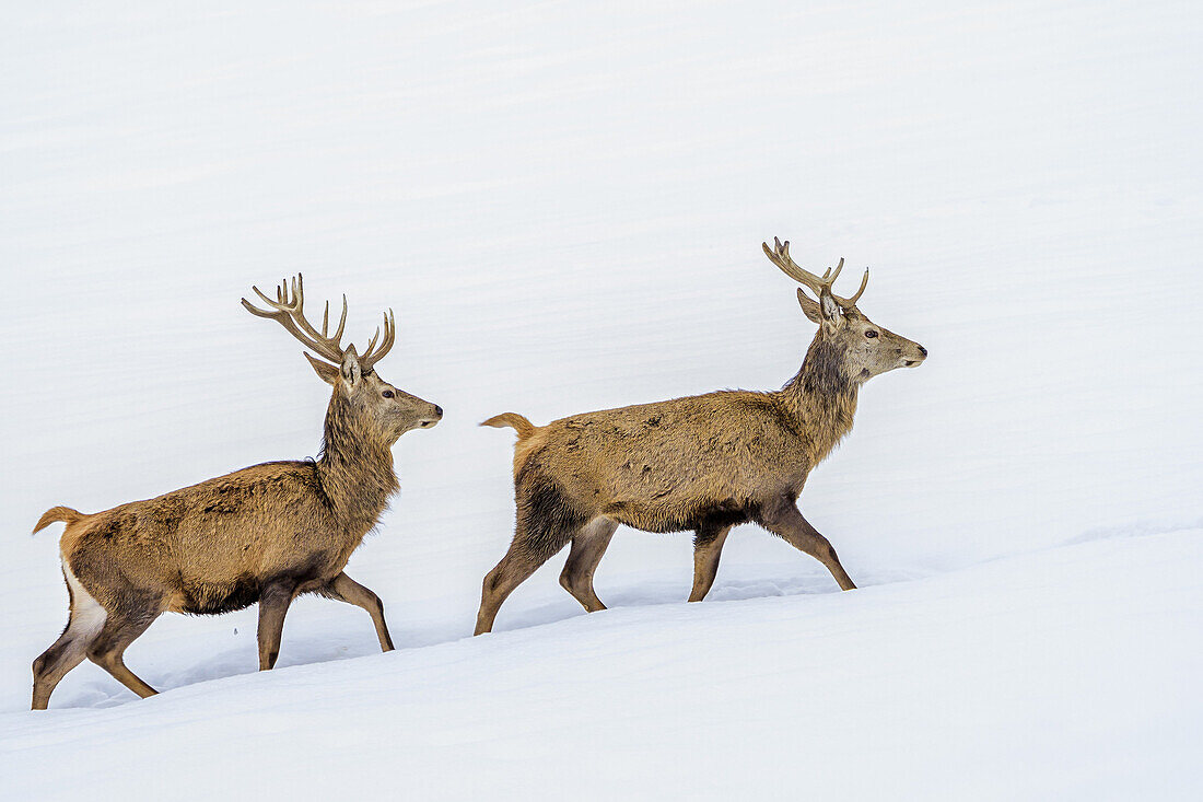 Zwei Hirsche gehen durch Schnee, Chiemgauer Alpen, Chiemgau, Oberbayern, Bayern, Deutschland