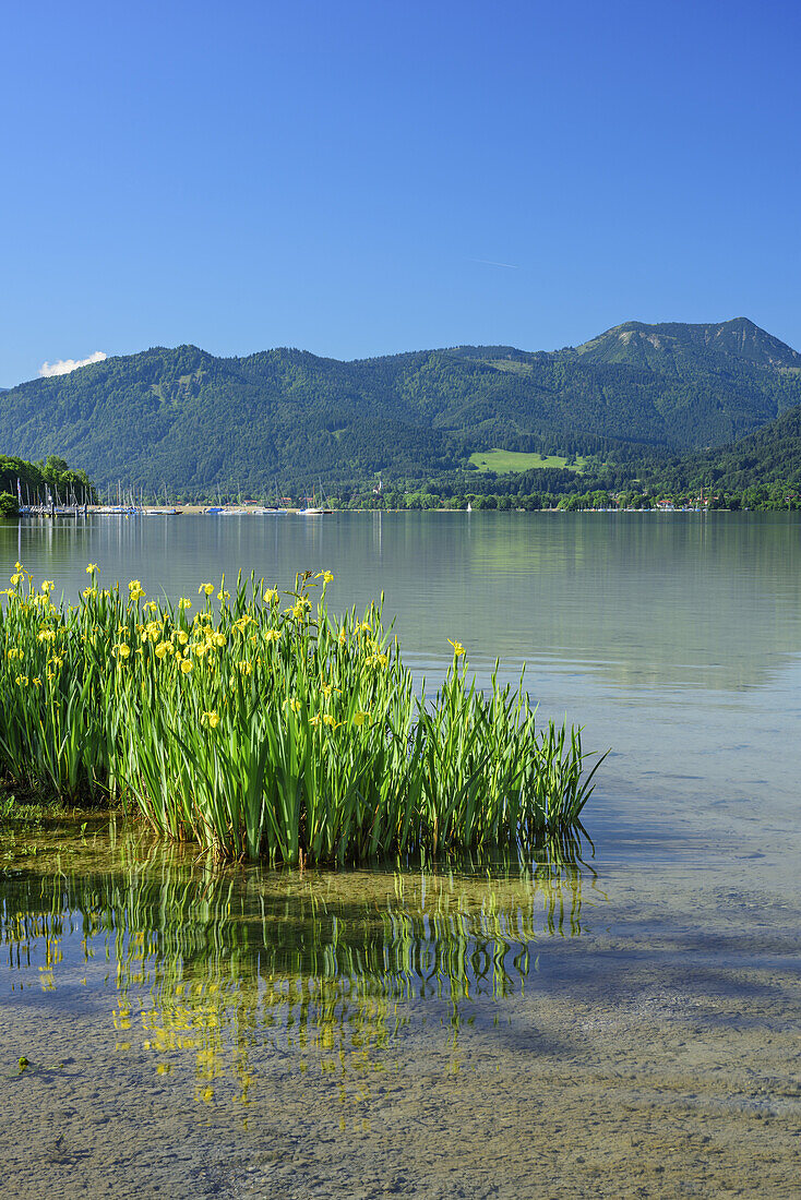 Lake Tegernsee with lilies in blossom in foreground and Hirschberg in background, lake Tegernsee, Bavarian Alps, Upper Bavaria, Bavaria, Germany