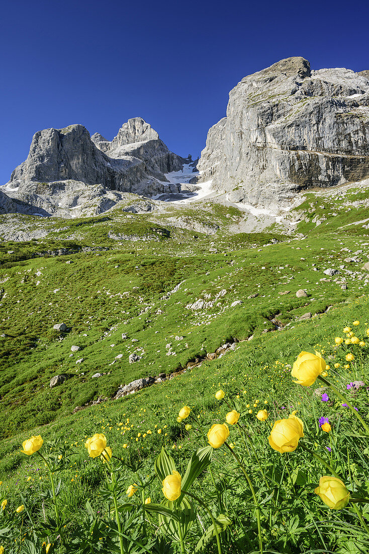 Globeflowers with Drei Tuerme and Drusenfluh, Raetikon trail, Raetikon, Vorarlberg, Austria