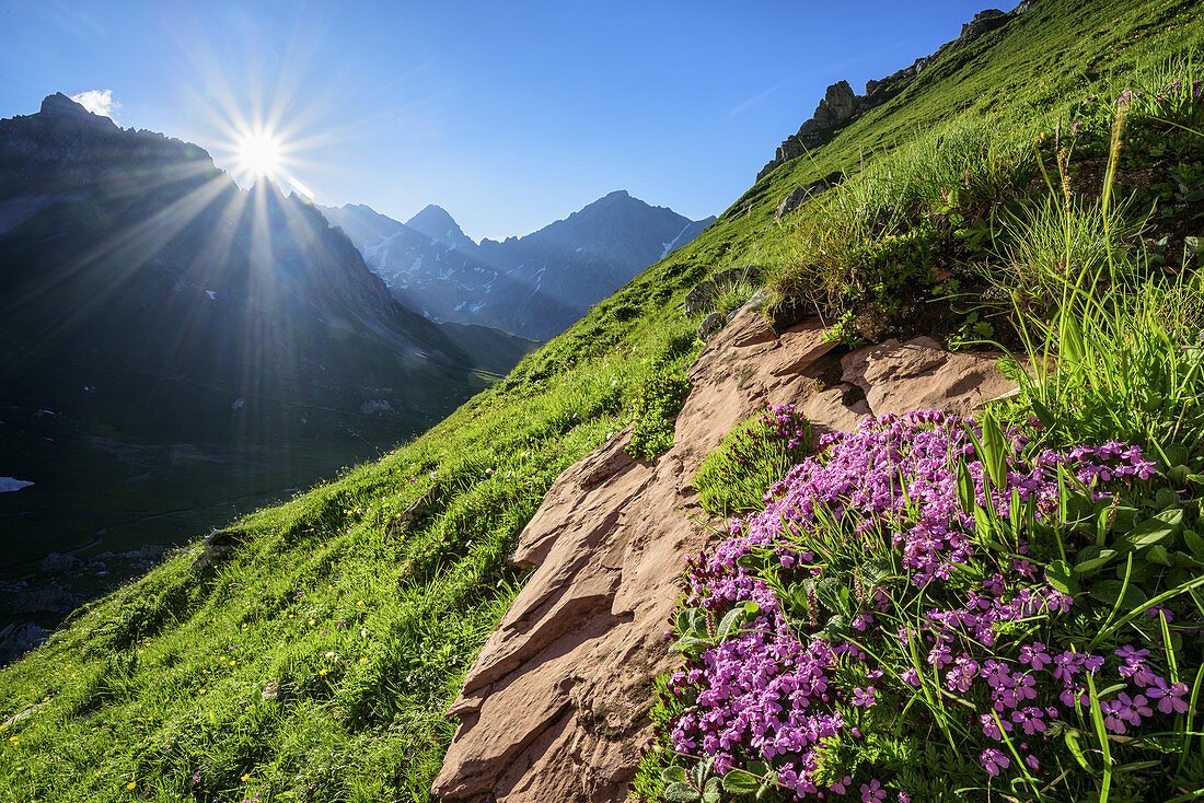 Mountains of Raetikon with pink moss campion in foreground, Raetikon trail, Raetikon, Vorarlberg, Austria