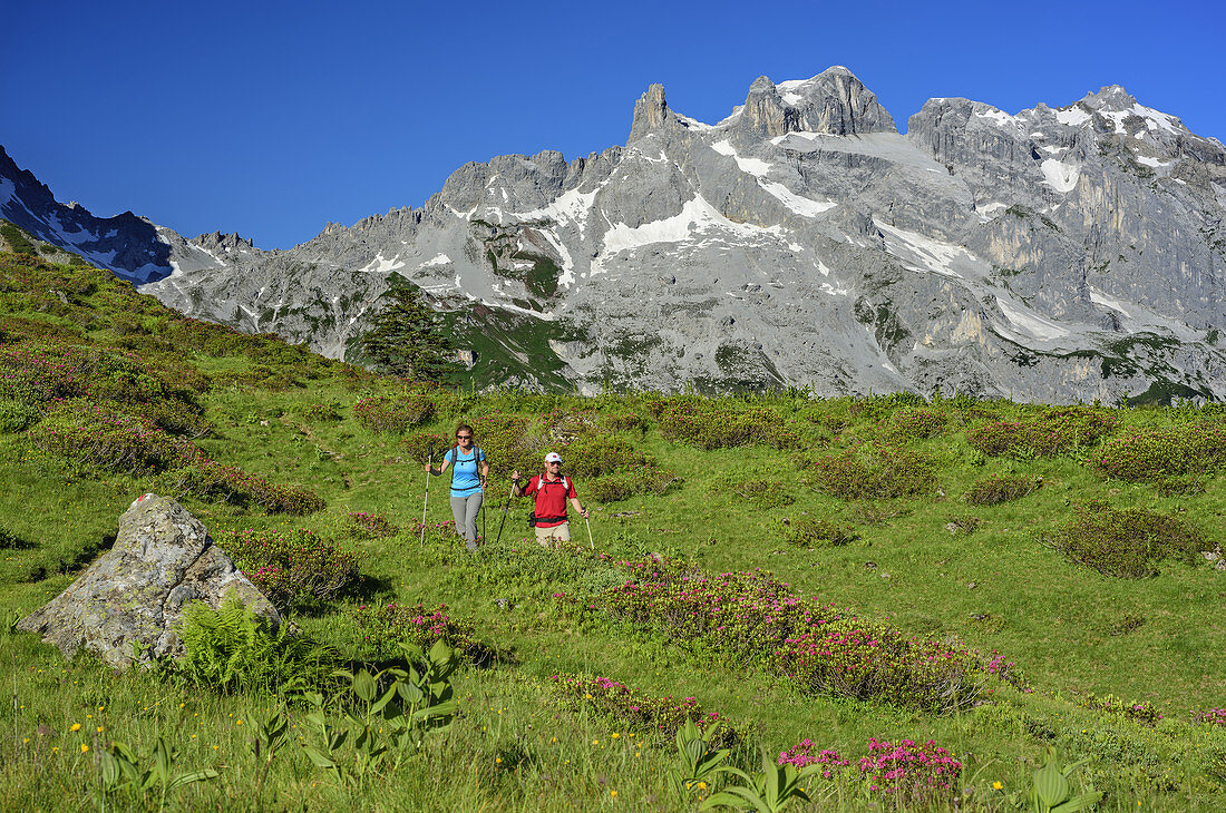 Frau und Mann wandern über Wiese mit blühenden Alpenrosen mit Drei Türme und Drusenfluh im Hintergrund, Rätikon, Vorarlberg, Österreich