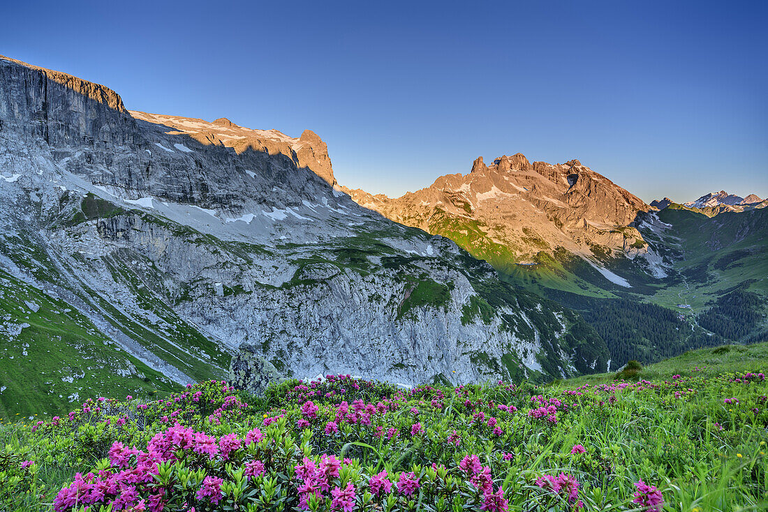 Alpine roses in blossom in front of Sulzfluh, Drei Tuerme and Drusenfluh in alpenglow, Bilkengrat, Raetikon trail, Raetikon, Vorarlberg, Austria
