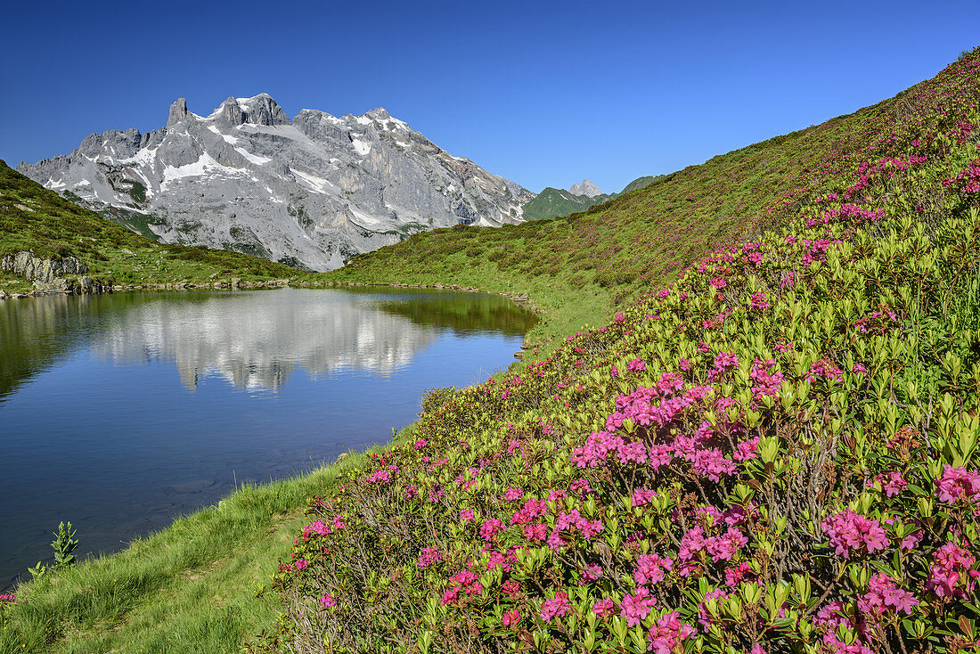 Alpine roses in blossom in front of mountain lake with Drei Tuerme and Drusenfluh in background, Raetikon, Vorarlberg, Austria