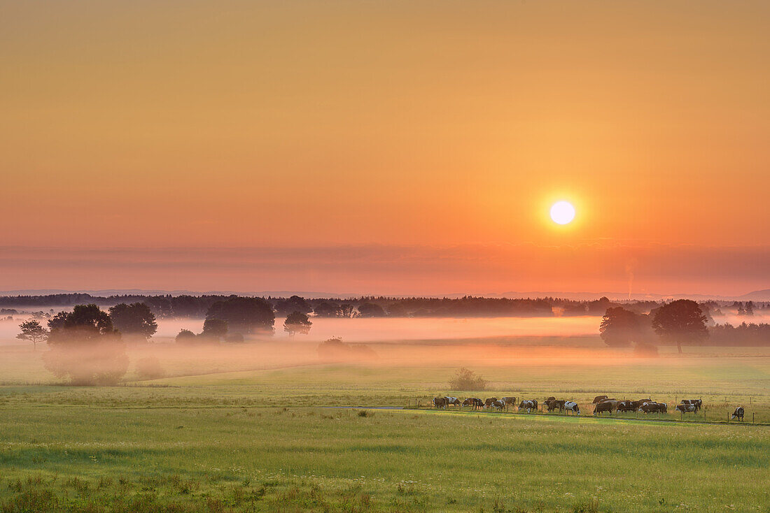 Cattle grazing during sunrise in moor of Bad Feilnbach with fog, Bad Feilnbach, Upper Bavaria, Bavaria, Germany