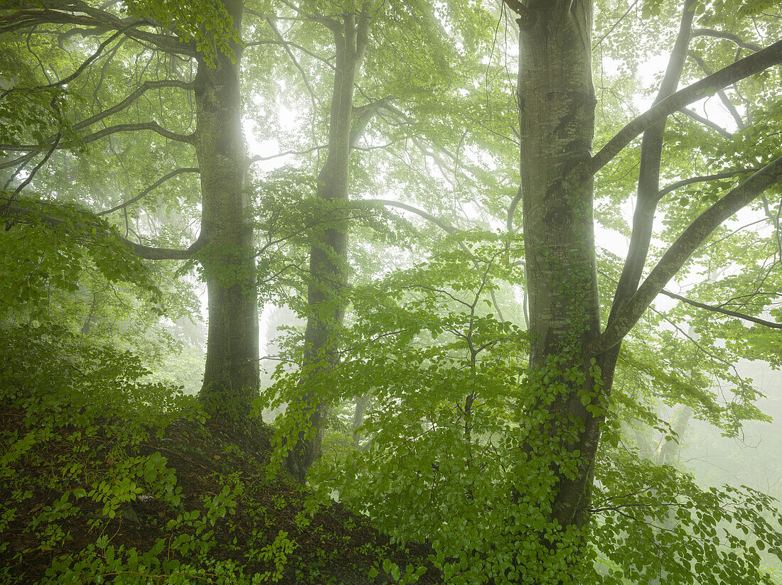 Buchenwald bei Wildhaus, Nebel, St. Gallen, Schweiz