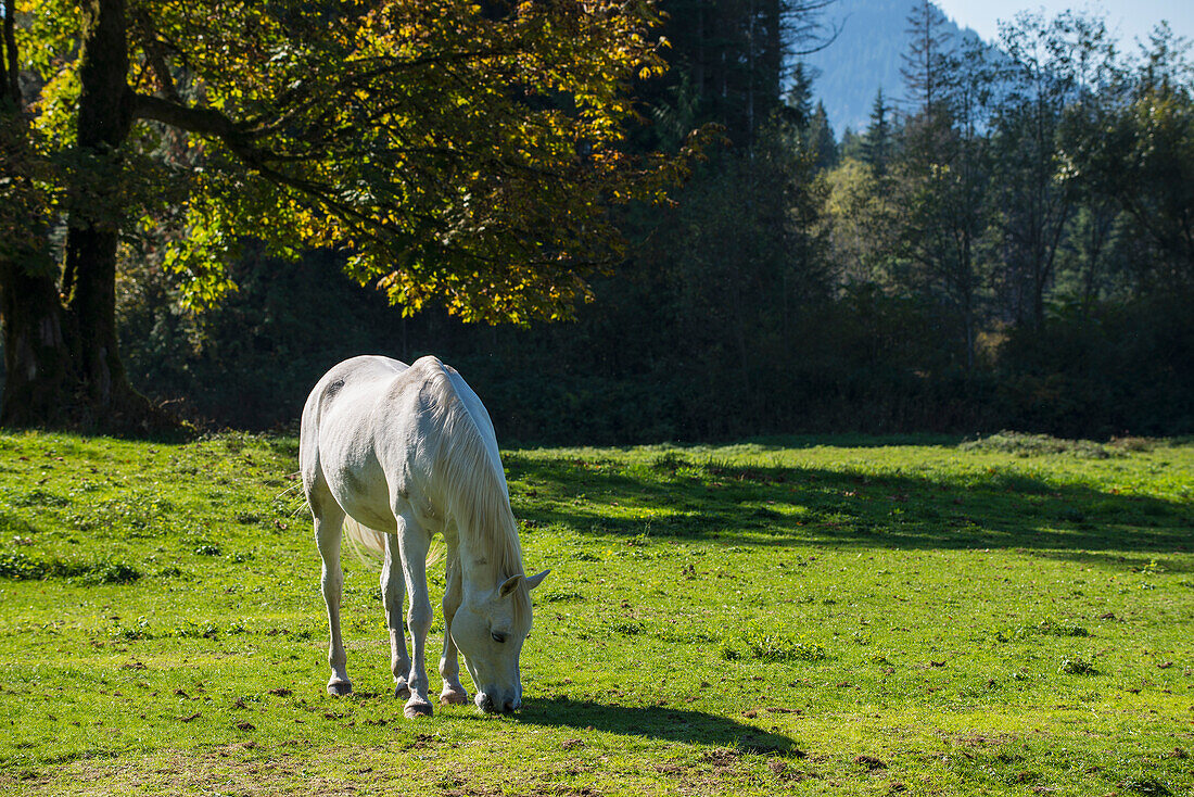 'A white horse munches grass in a green field; Deroche, British Columbia, Canada'
