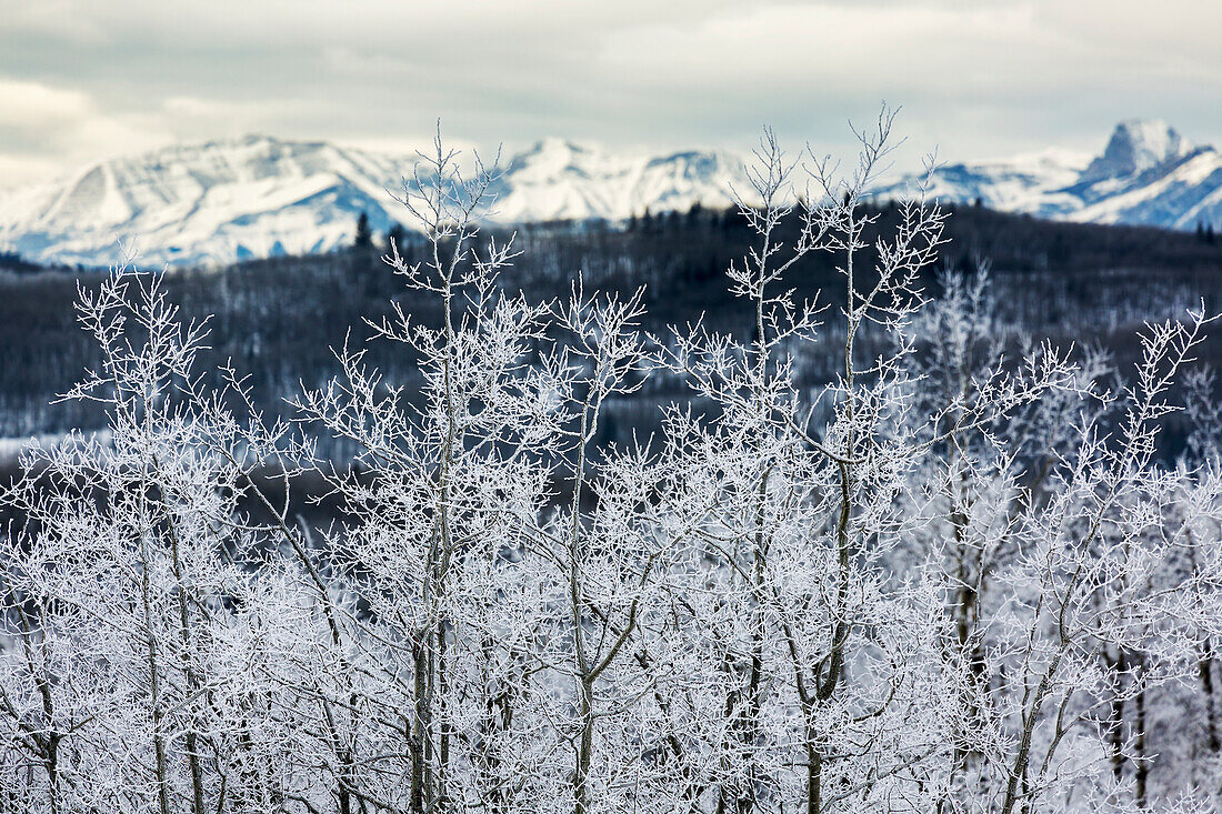 'A row of frosted trees with foothills and snow covered mountains in the background; Alberta, Canada'