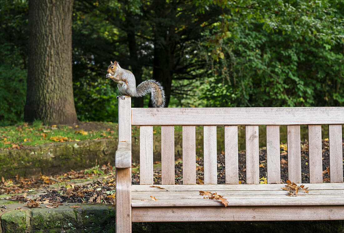 'Squirrel eating a nut while perched on a wooden bench; Gateshead, Tyne and Wear, England'