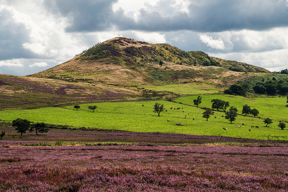 'Lush grass fields and a hill under a cloudy sky and blossoming pink flowers in the foreground; Yorkshire, England'