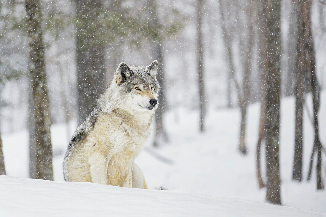 A wolf sitting in a snowfall in a forest