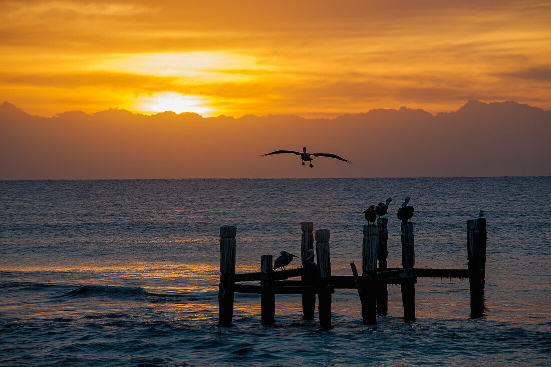 'Sunrise over the ocean with a pelican in flight; Playa del Carmen, Quintana Roo, Mexico'