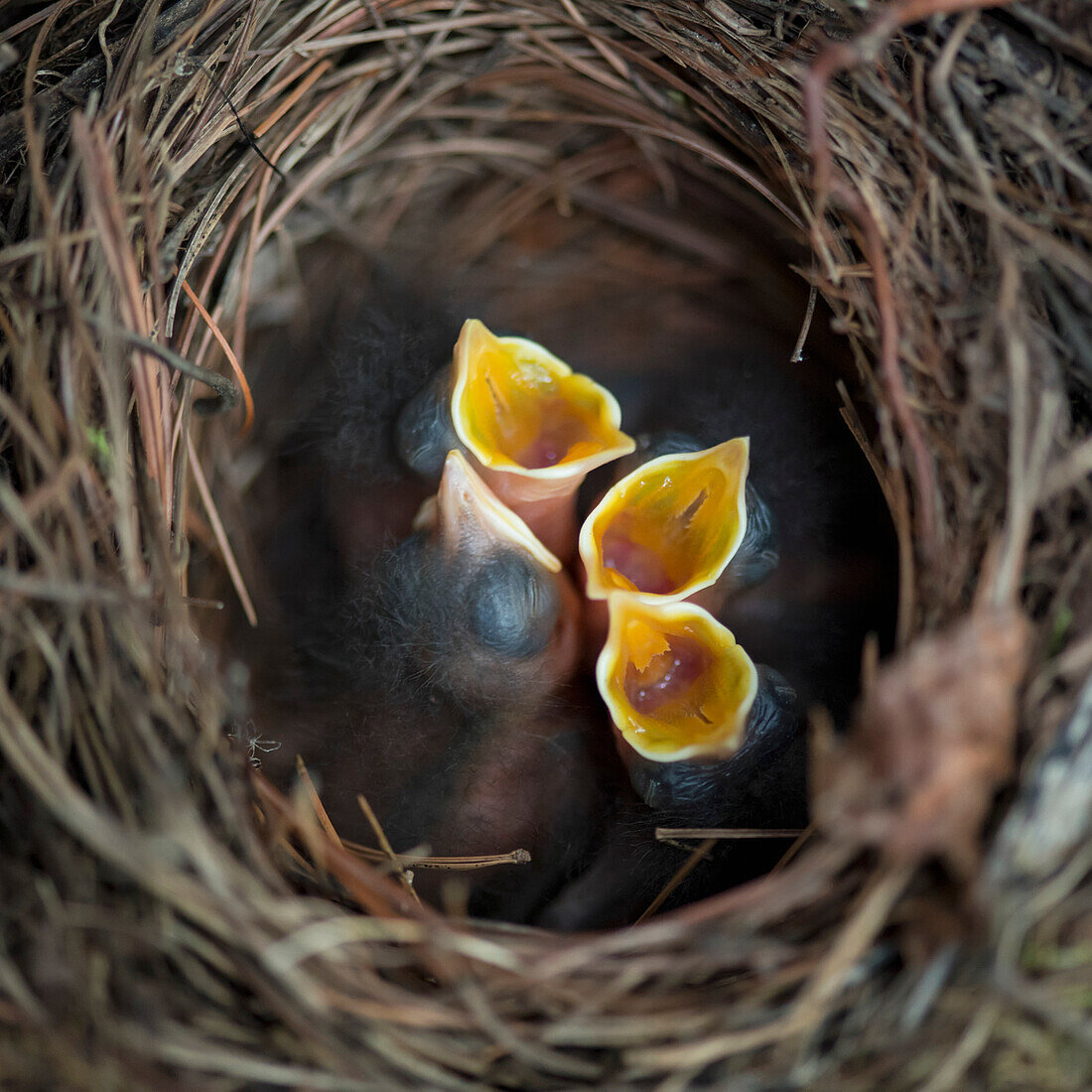 'Chicks in a nest with open mouths; Ontario, Canada'