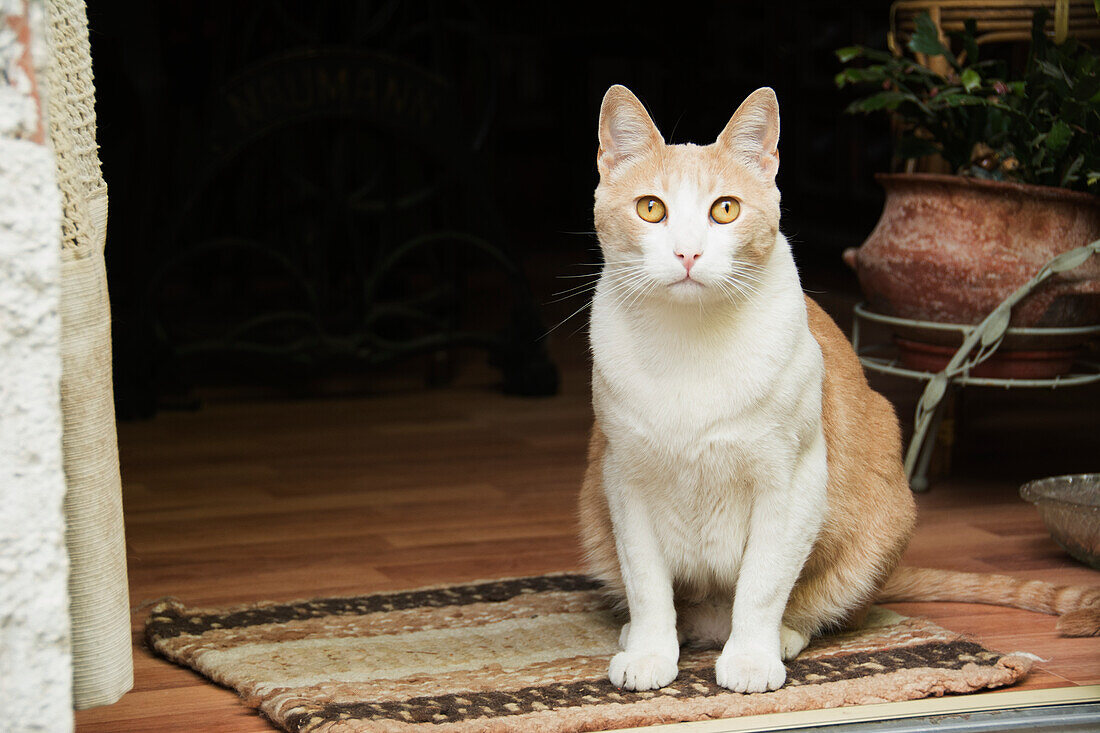 'White and yellow cat in a doorway seated on a mat; Argentina'