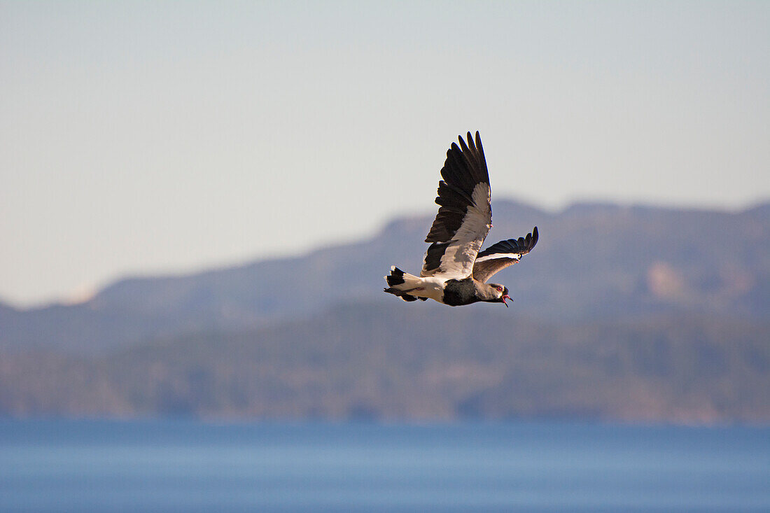 'Bird flying over a mountain lake; Bariloche, Argentina'
