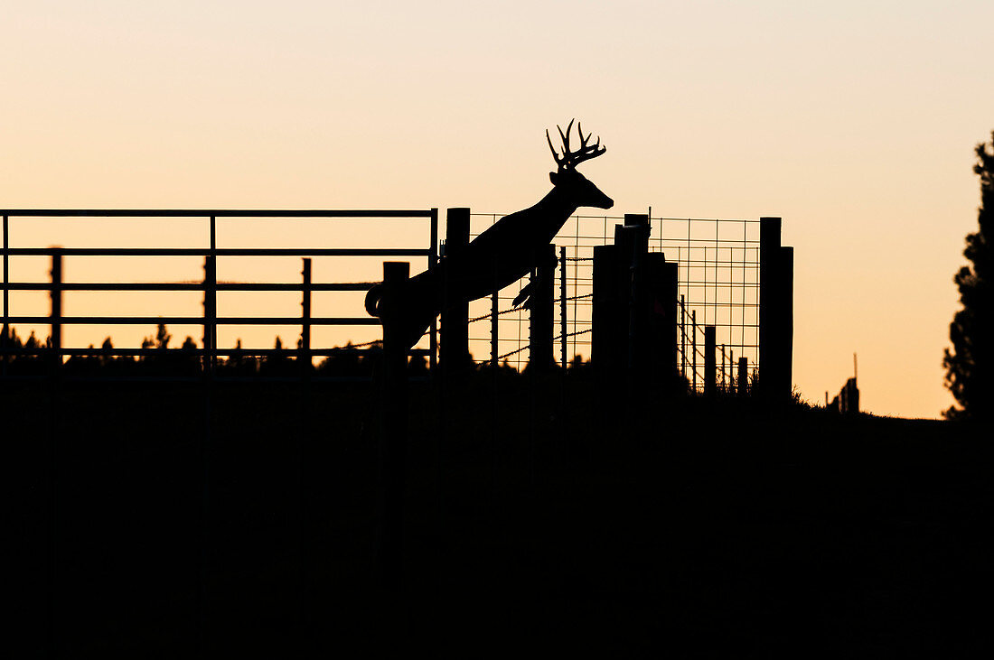 'White-tailed buck (Odocoileus virginianus) jumps cattle fence; Reddick, Florida, United States of America'