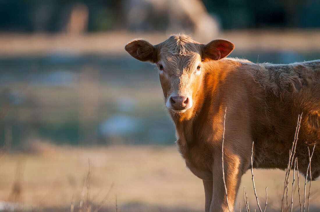 'Calf staring at the camera; Gaitor, Florida, United States of America'