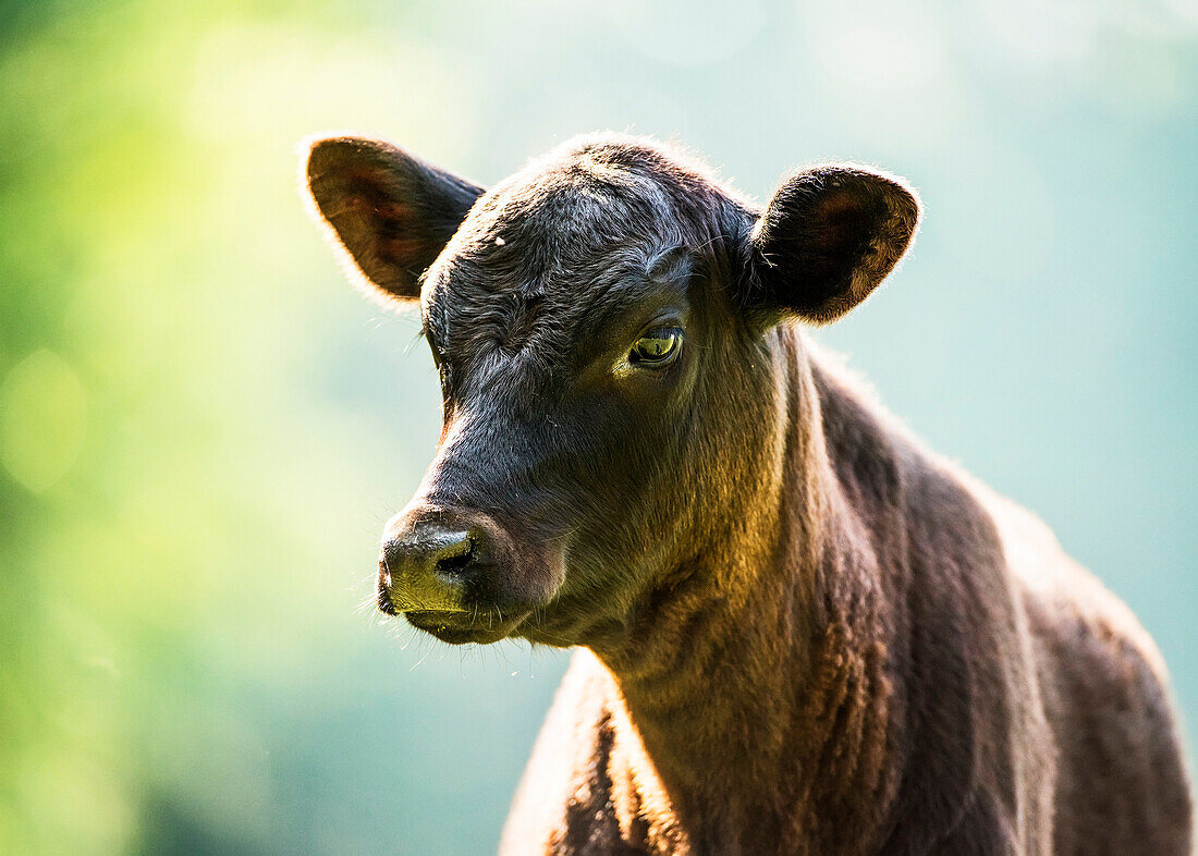 'Free range angus calf; Gaitor, Florida, United States of America'