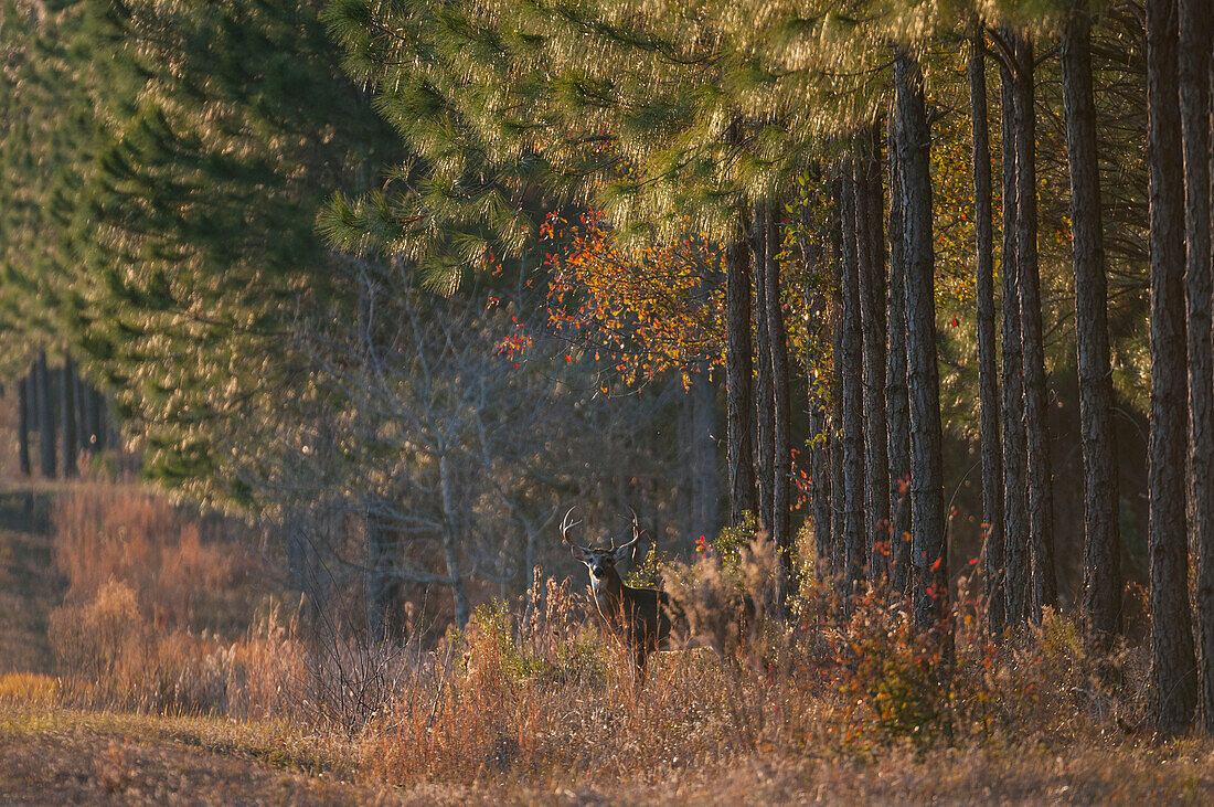 'White-tailed deer buck (Odocoileus virginianus) buck in pines; Reddick, Florida, United States of America'