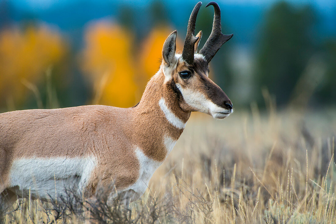 'Pronghorn Antelope (Antilocapra americana), Grand Teton National Park; Wyoming, United States of America'