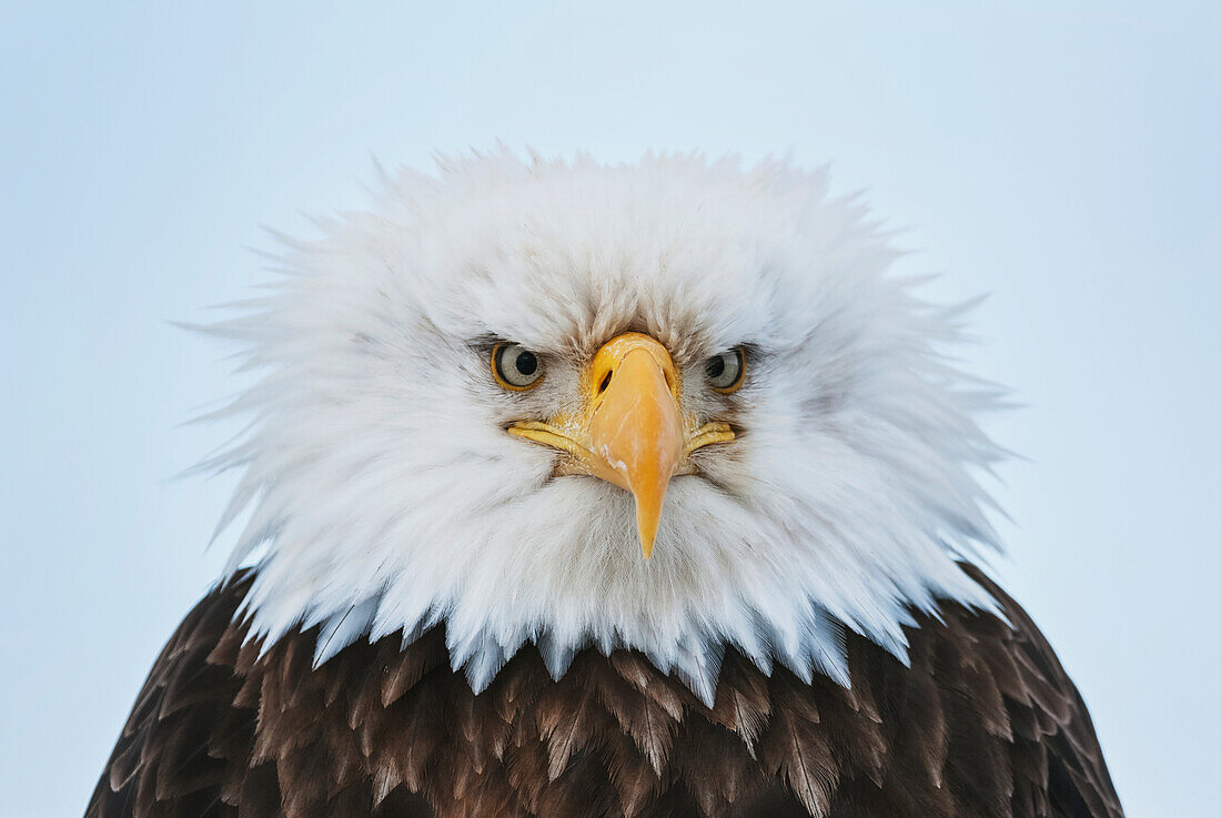 Portrait of a Bald Eagle puffed up at 25 degrees below zero, Homer, Kenai Peninsula, Southcentral Alaska