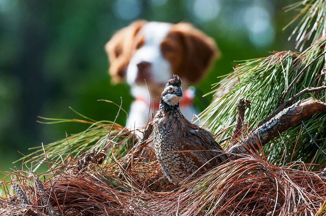 'Bobwhite quail (Colinus virginianus) and Brittany spaniel; Gaitor, Florida, United States of America'