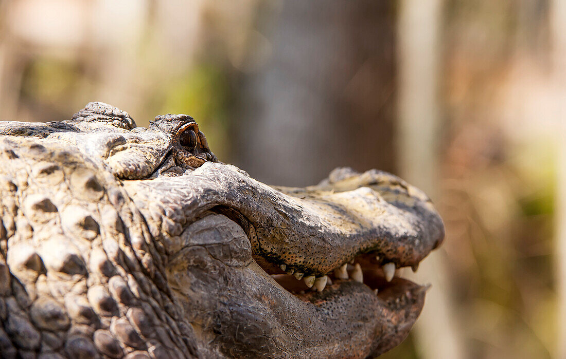 'Alligator (Alligator mississippiensis) smiling; Silver Springs, Florida, United States of America'