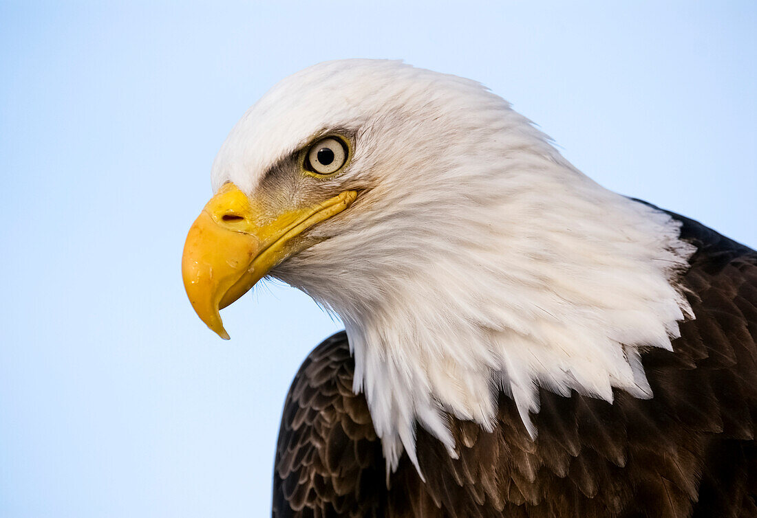 'Bald eagle (Haliaeetus leucocephalus) with a blue sky background; United States of America'
