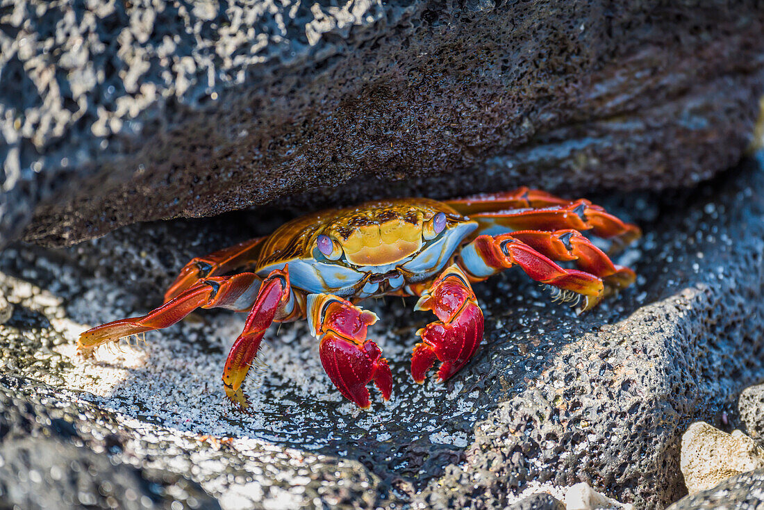 'Adult Sally Lightfoot crab (Grapsus grapsus) under grey rock; Galapagos Islands, Ecuador'