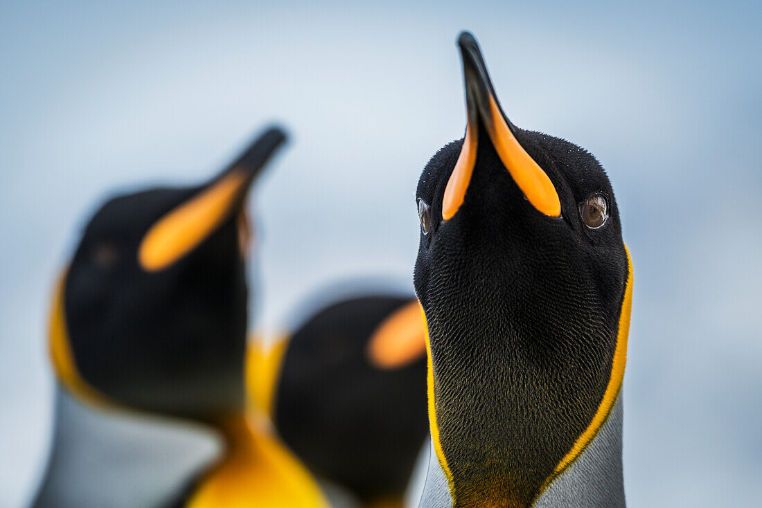 'Close up of King Penguin (Aptenodytes patagonicus) staring at camera; Antarctic'