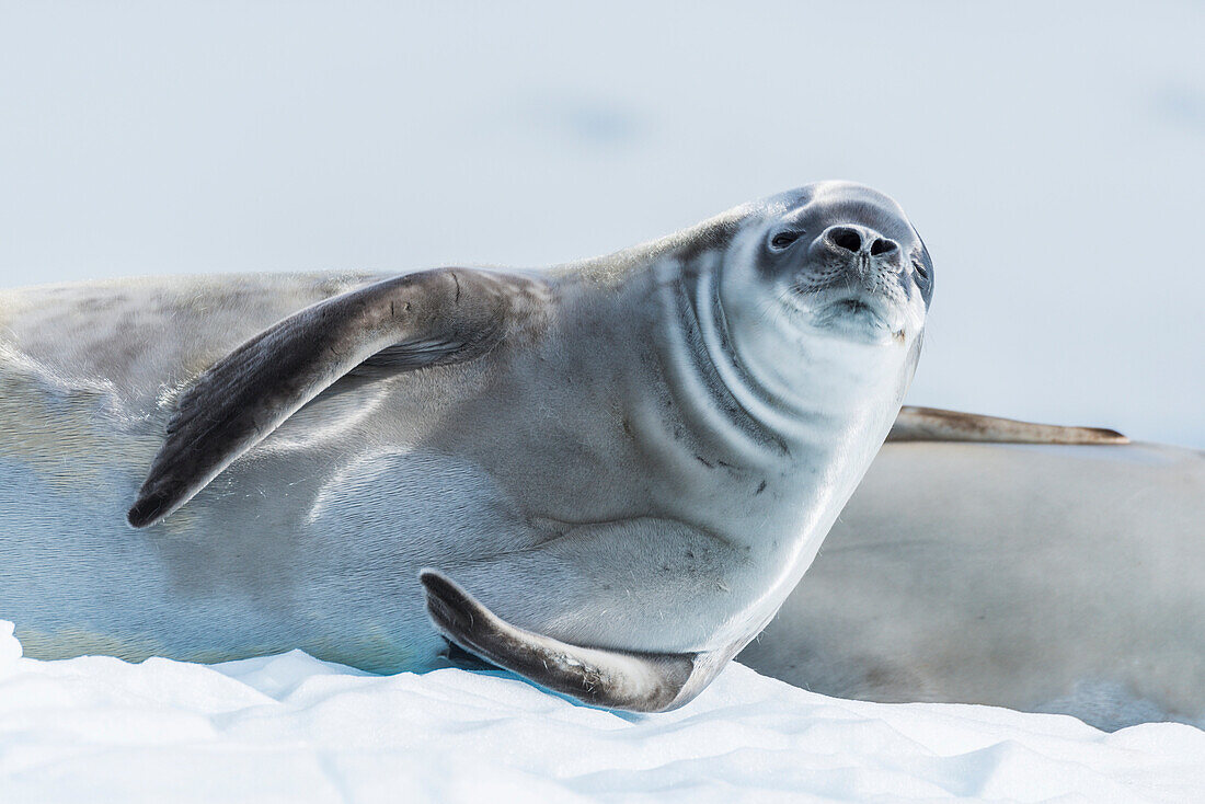 'Crabeater seal (Lobodon carcinophaga) on ice looking at camera; Antarctica'