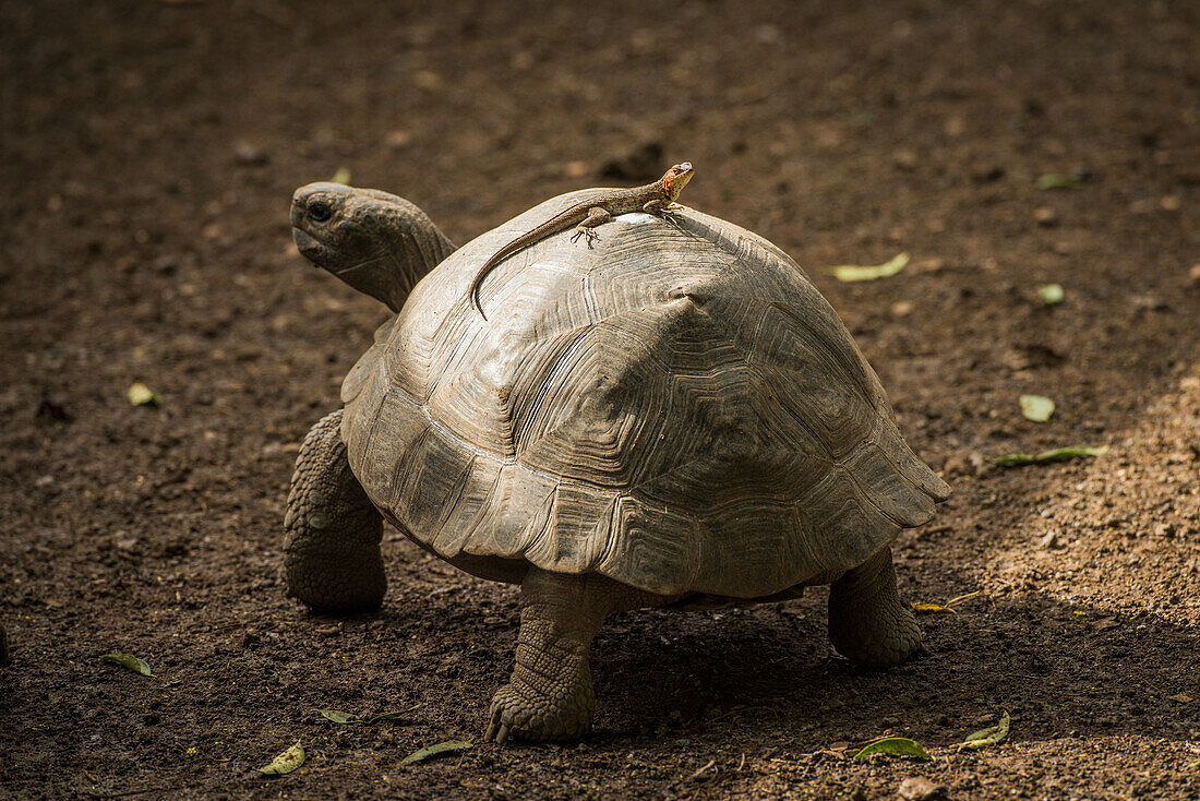 'Galapagos giant tortoise (Chelonoidis nigra) with lizard on it's shell; Galapagos Islands, Ecuador'