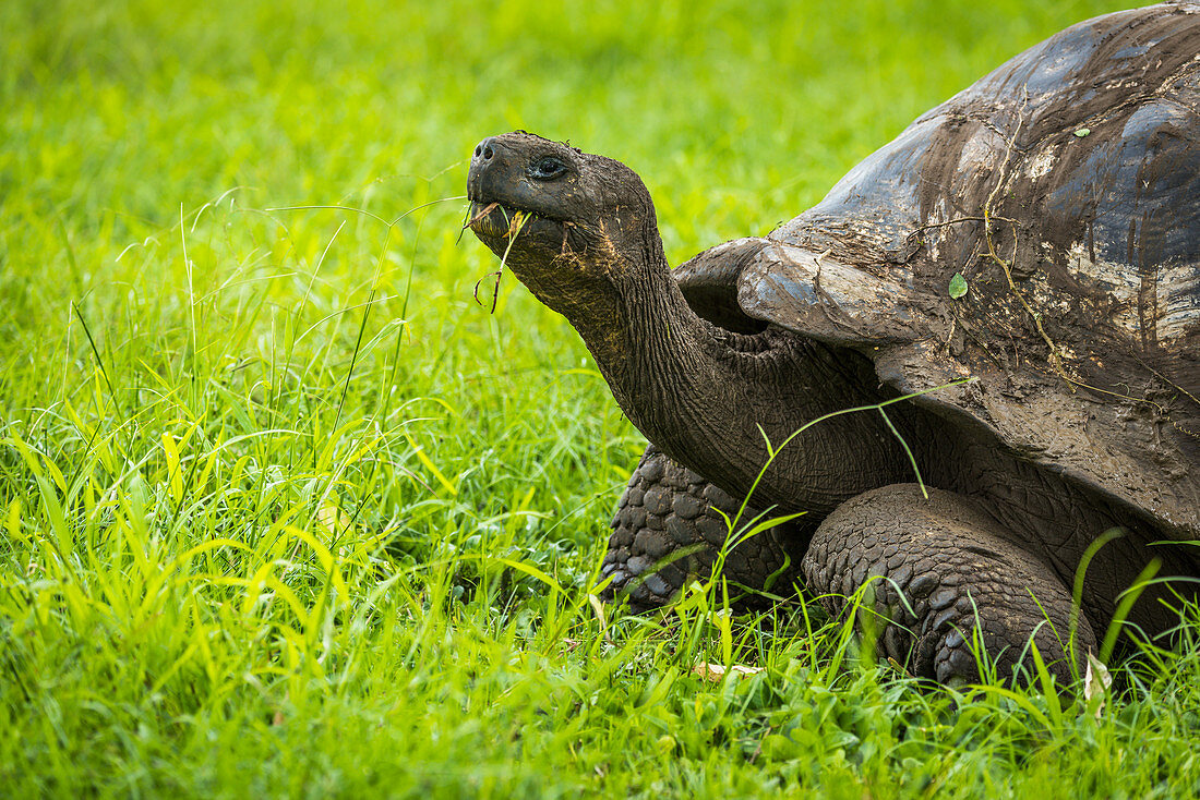 'Galapagos giant tortoise (Chelonoidis nigra) chewing grass in field; Galapagos Island, Ecuador'