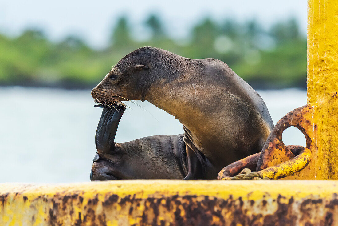 'Galapagos sea lion (Zalophus wollebaeki) scratching chin with flipper; Galapagos Islands, Ecuador'