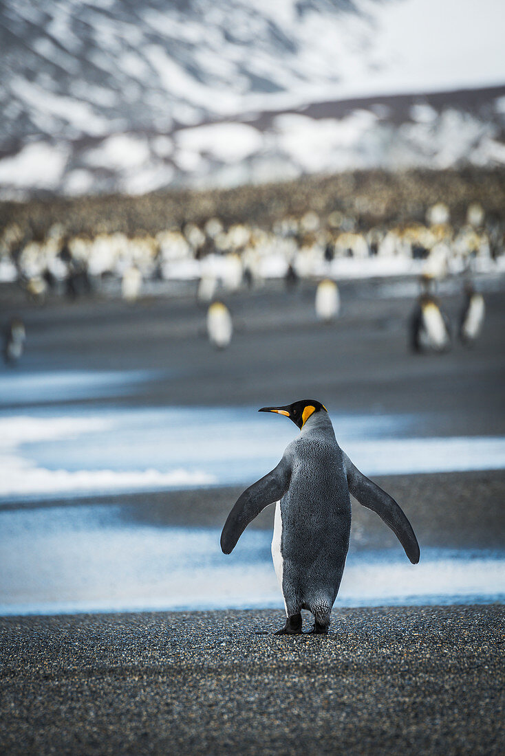 'King penguin (Aptenodytes patagonicus) walking on beach towards rookery; Antarctica'