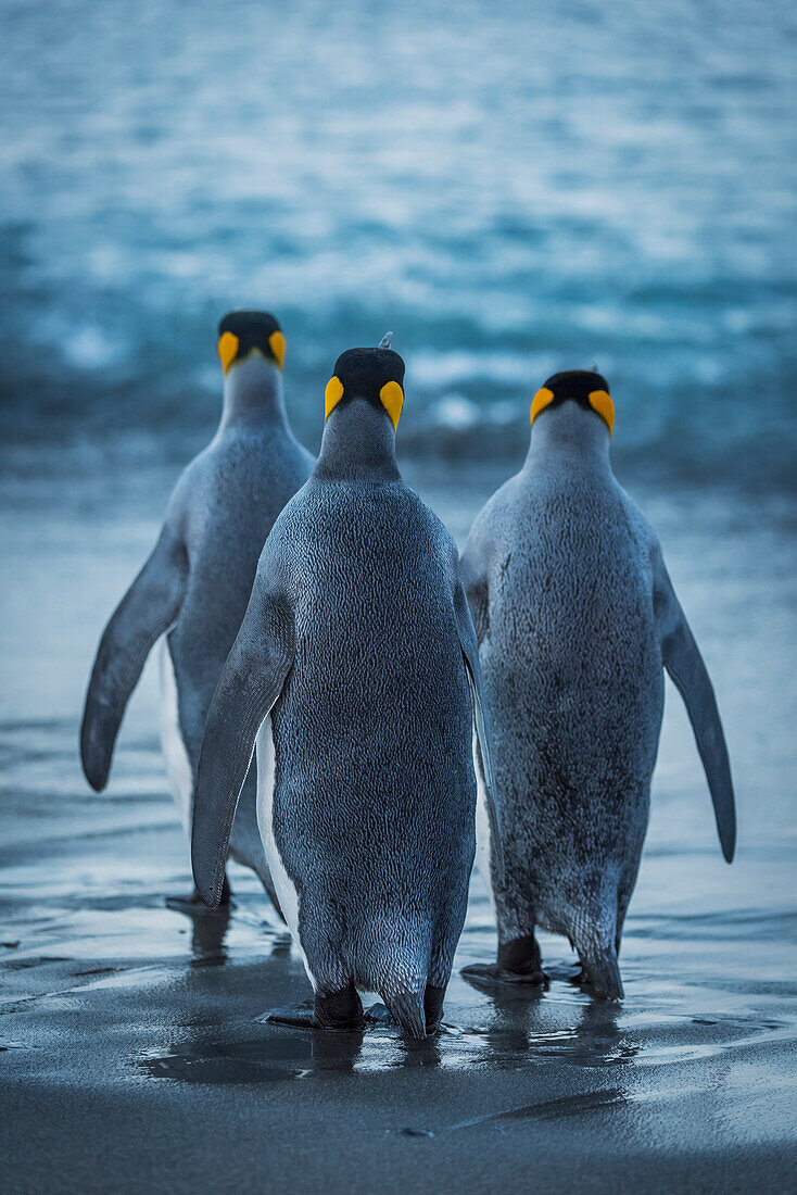 'Three king penguins (Aptenodytes patagonicus) are crossing a wet, sandy beach on their way to the ocean, with grey backs and flippers with black and orange heads; Antarctica'
