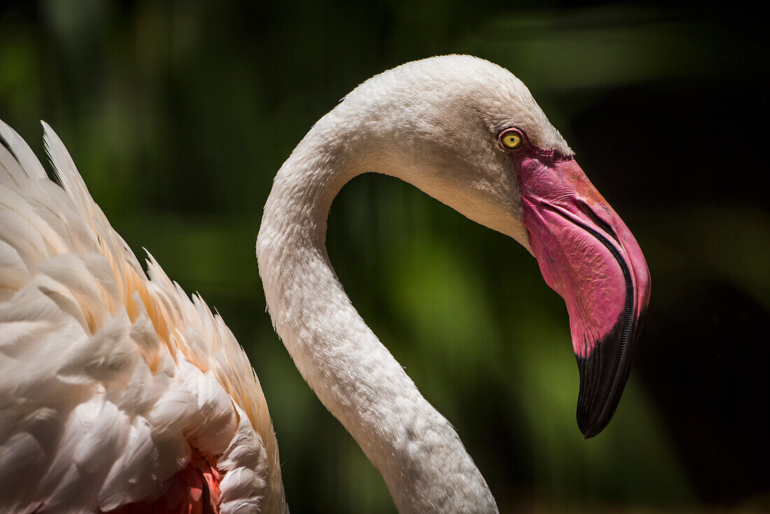 'Close up of Chilean flamingo (Phoenicopterus chilensis) head and wings; Parana, Brazil'